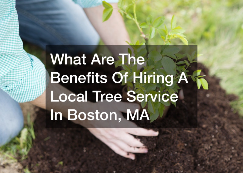 What Are The Benefits Of Hiring A Local Tree Service In Boston, MA
