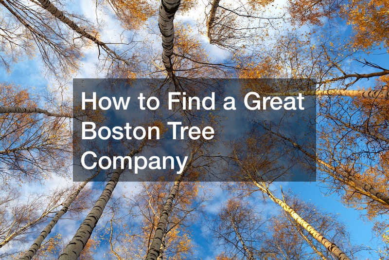 How to Find a Great Boston Tree Company